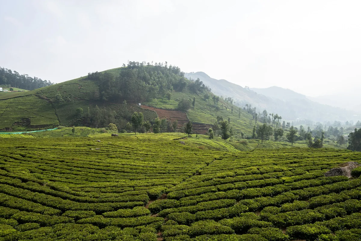 Tea plantations on green hills